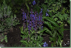 Salvia nemorosa ‘Sensation Deep Blue’