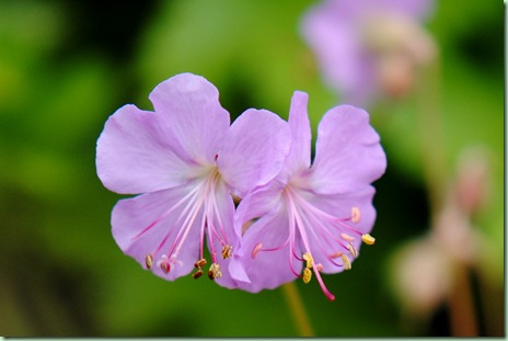 Geranium cantabrigiense '??'