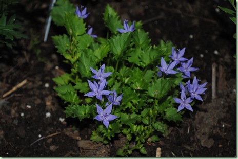 Campanula garganica 'Major'