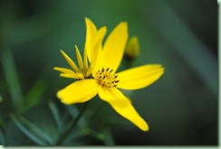 coreopsis