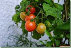 bentes tomater