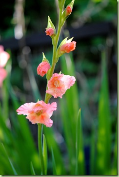 Gladiolus 'Queensday'