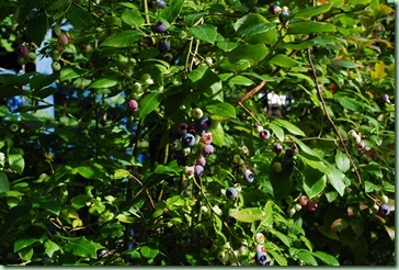 blåbärsbuske