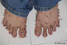 [mosquito toes[2].jpg]