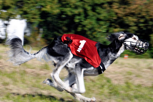 simbi%20coursing5.jpg