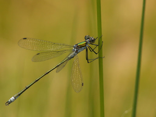 tangpantserjuffer (foto: viridiflavus)