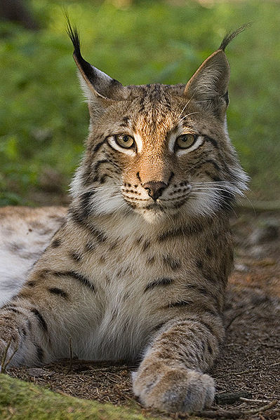 euraziatische lynx (lynx lynx)