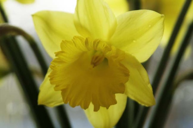 [Daffodils 2[3].jpg]