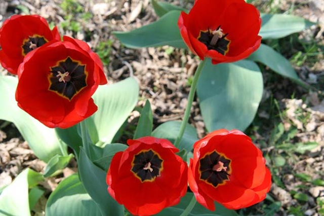 [Tulips[4].jpg]