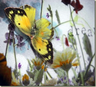 dream butterfly side closeup