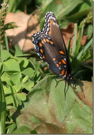 ButterflyLeaf 2010