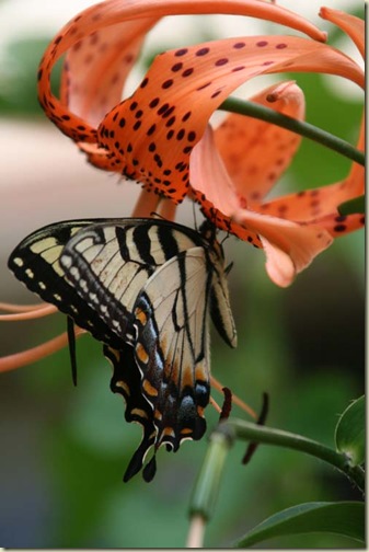 ButterflyLily1 2010