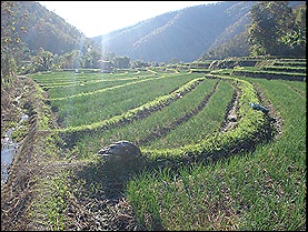 Mae Chaem Rice Fields