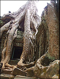 Ta Phrom el templo del árbol