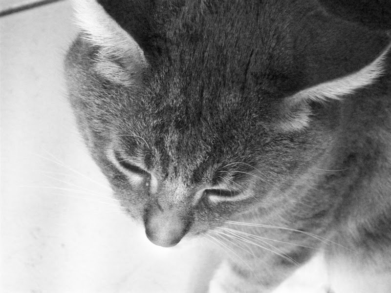 Forum Image: http://lh3.ggpht.com/_SdF0uuk3iUc/ScQBAMWud2I/AAAAAAAAB2w/Damdn3V0Hn8/s800/100_0183.JPG