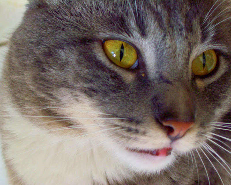 Forum Image: http://lh3.ggpht.com/_SdF0uuk3iUc/ScQBHVANiPI/AAAAAAAAB4Q/_AfH2mb70ks/s800/100_0185.JPG