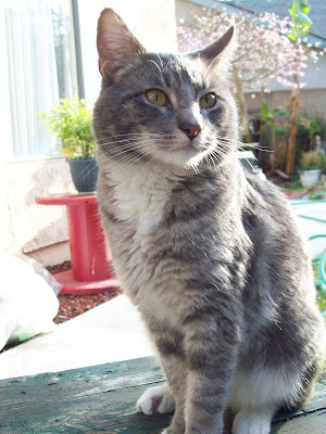 Forum Image: http://lh3.ggpht.com/_SdF0uuk3iUc/ScQBYCnaehI/AAAAAAAAB3Q/5JC4bhowfgA/s400/100_0208.JPG