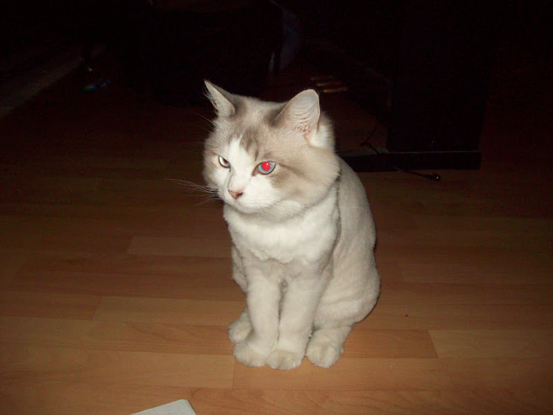 Forum Image: http://lh3.ggpht.com/_SdF0uuk3iUc/TKQo84JXVtI/AAAAAAAADlo/u29Uyuk6qh4/s800/100_0697.JPG