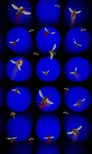 Lastest Blue live wallpaper Free APK