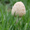 Agaric