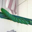 Horned caterpillar