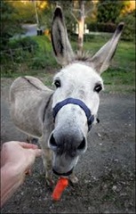 donkey1