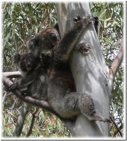 koalas in tree close up