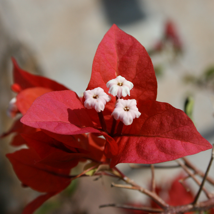 Red Bougainvillea