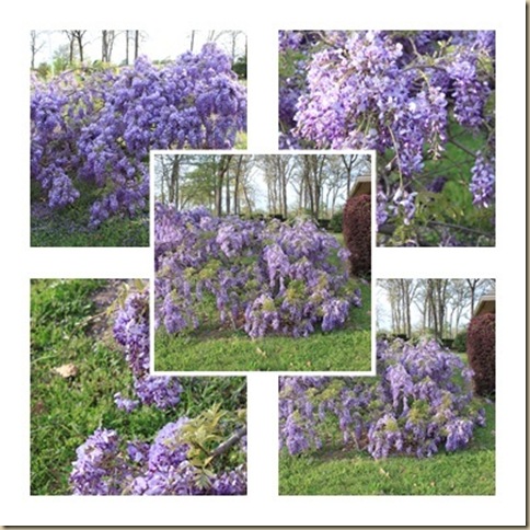 purple flowers best