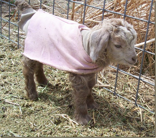 pink goat