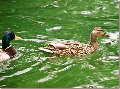 duck-chasing-duck