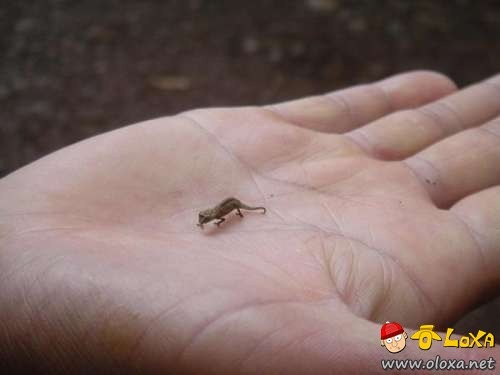 [worlds-smallest-16[2].jpg]