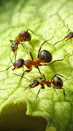 Ants water effect LWP