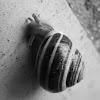 Grove snail