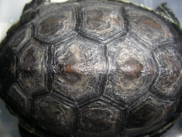 Redearslider.com :: View topic - White and pitted shell + raised scutes