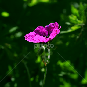 Pink  by Alina Jumabhoy - Flowers Single Flower