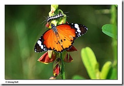 Caterpillar-butterfly