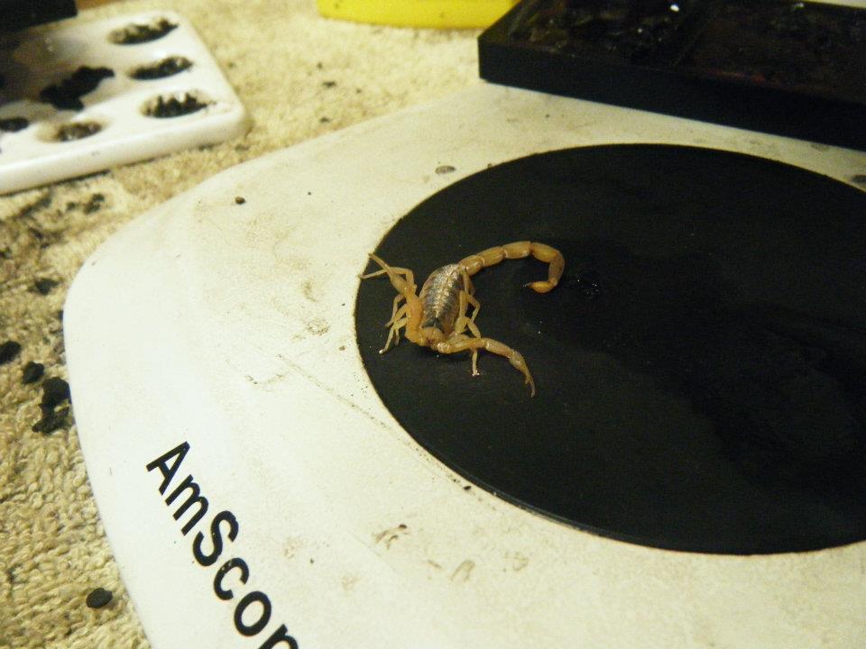 Texas scorpion