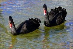 Cisnes-negros (Cygnus atratus)