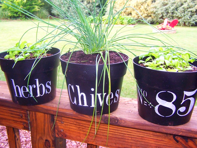 [Flower Pots with Chives 015.jpg]