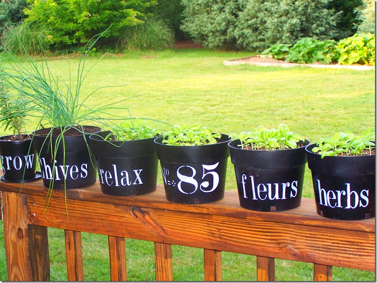 Flower Pots with Chives 011
