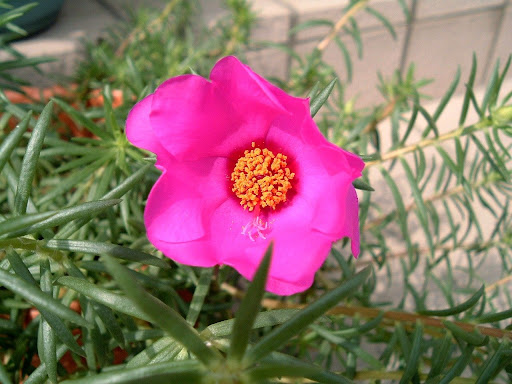 マツバボタン スベリヒユ科 最終更新日 09年5月7日 サイト内 ウェブ全体 別名 検索キー 松葉牡丹 まつばぼたん 日照り草 ひでりそう Rose Moss 撮影日 08年10月11日 花言葉は 可憐 無邪気 撮影日 08年10月11日 撮影日