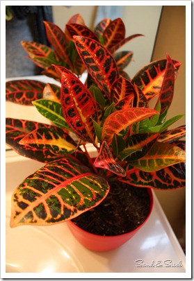 croton plant