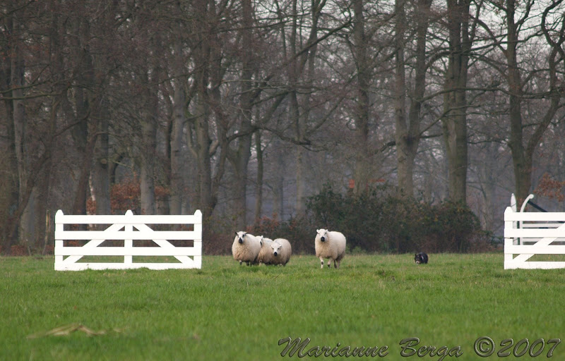 Scheperij-OpenSouthWales-092.jpg