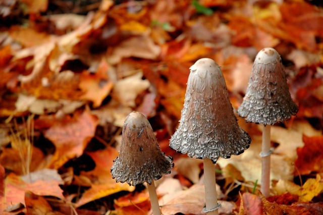 [Mushrooms on forest floor[4].jpg]