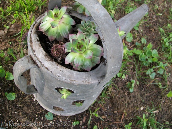 Hens & Chicks Repurposed Containers 
