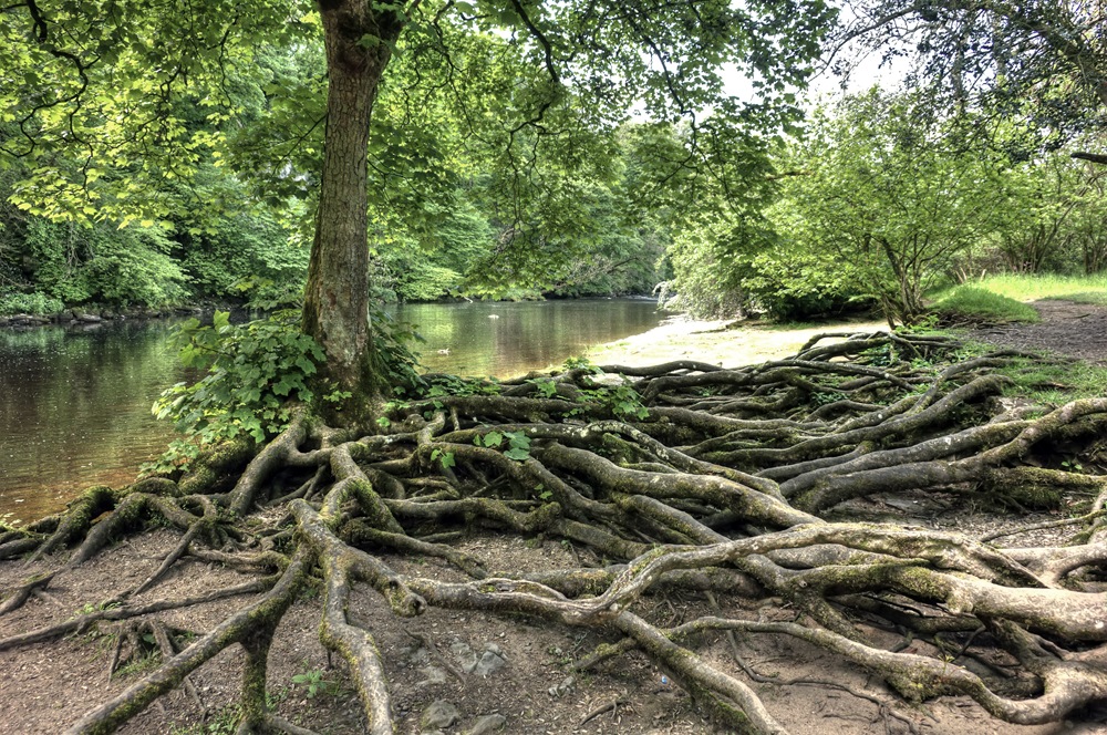 [tree roots exposed on the banks of the river ure near aysgarth falls[4].jpg]