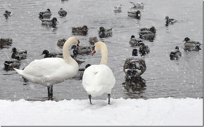 swans in snow