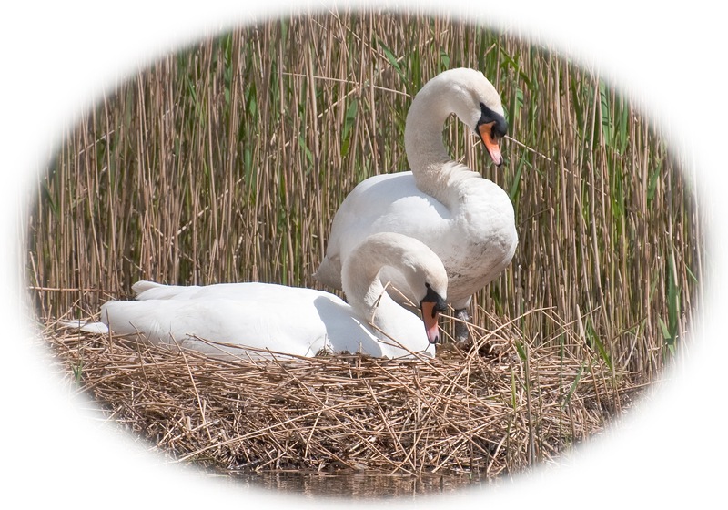 nesting swans