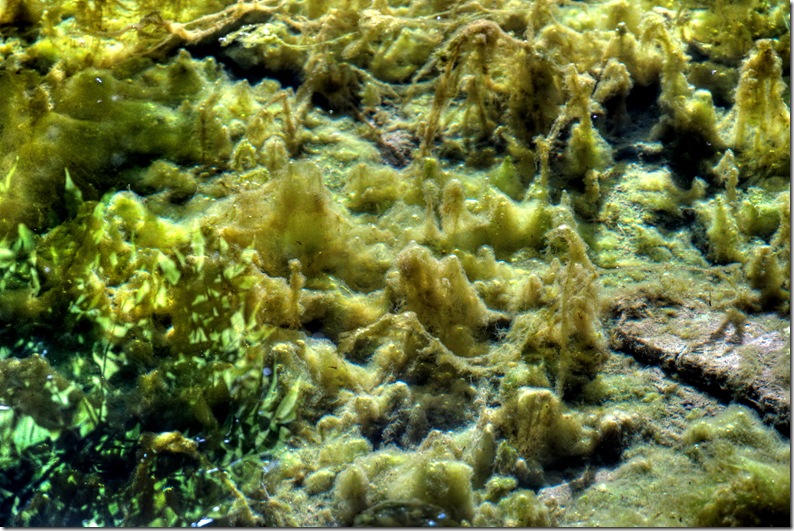 algal forest in river wye copy